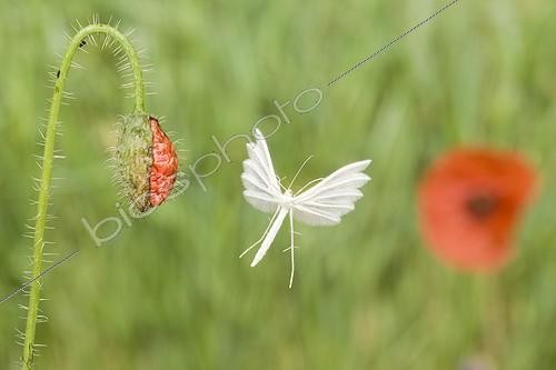Biosphoto | 690003 | White Plume Moth flying near a Corn Poppy flower France | &copy; Joël Héras / Biosphoto