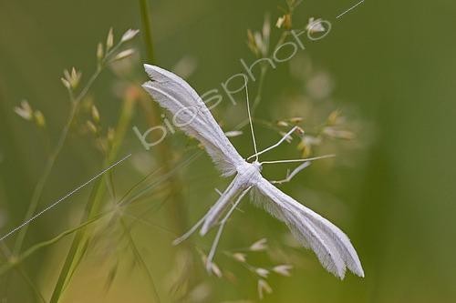 Biosphoto | 2549520 | White Plume Moth (Pterophorus pentadactyla) | &copy; Thomas Götzfried / imageBROKER / Biosphoto