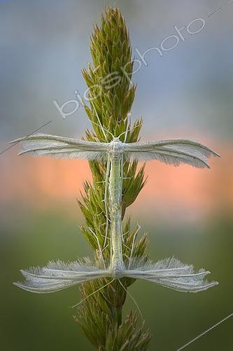Biosphoto | 2613582 | White plume moth (Pterophorus pentadactyla), mating, Europe. | &copy; Alberto Ghizzi Panizza / Biosphoto