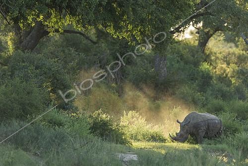 Biosphoto | 2081691 | White Rhinoceeros (Ceratotherium simum), Kruger, South Africa | &copy; Tonino De Marco / Biosphoto
