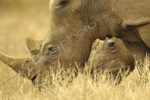 Biosphoto | 2016870 | White Rhinoceros in savannah - Kruger NP South Africa | &copy; Claude Thouvenin / Biosphoto