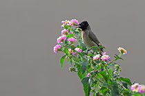 Biosphoto | 2627005 | White-spectacled Bulbul (Pycnonotus xanthopygos), Aqaba, Jordania | &copy; Régis Cavignaux / Biosphoto