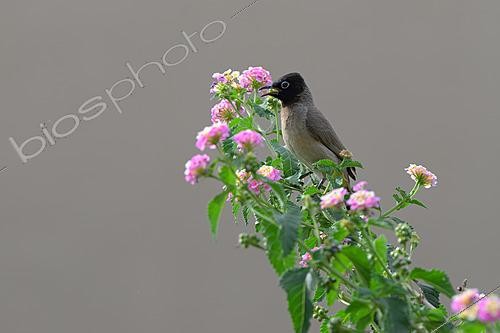 Biosphoto | 2627005 | White-spectacled Bulbul (Pycnonotus xanthopygos), Aqaba, Jordania | &copy; Régis Cavignaux / Biosphoto