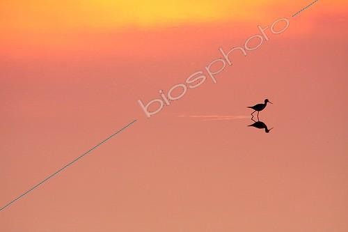 Biosphoto | 1957888 | White Stilt in a coastal marsh at dawn - France  | &copy; Pascal Pittorino / Biosphoto