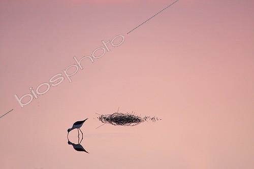 Biosphoto | 1957890 | White Stilt in a coastal marsh at dawn - France | &copy; Pascal Pittorino / Biosphoto