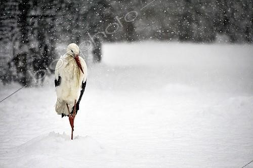 Biosphoto | 2056361 | White Stork at rest in snow | &copy; Massimiliano Sticca / Biosphoto