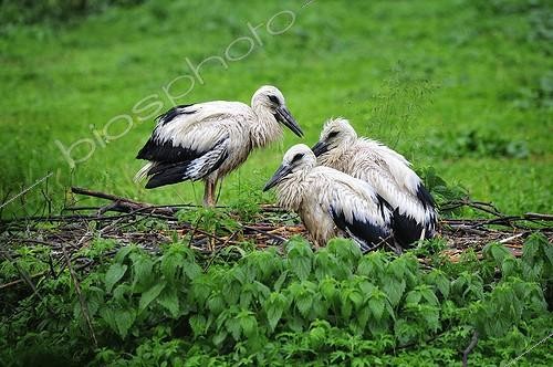 Biosphoto | 2056366 | White Stork Chicks at nest | &copy; Massimiliano Sticca / Biosphoto