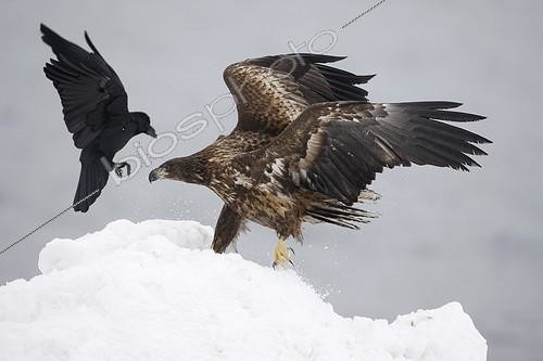 Biosphoto | 1487817 | White-tailed eagle facing a Raven Japan  | &copy; Mike Lane / Biosphoto