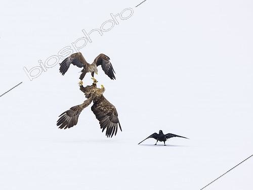 Biosphoto | 2088890 | White-tailed Eagle (Haliaeetus albicilla) courtship behavior and Raven (Corvus corax) in the snow, Lokka reservoir, Lapland, Finland | &copy; Juan-Carlos Muñoz / Biosphoto