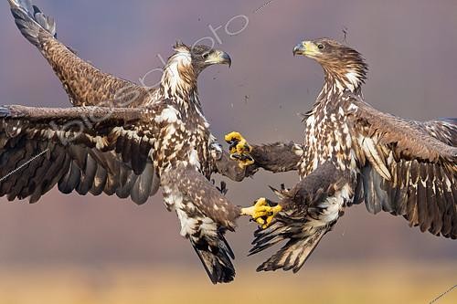 Biosphoto | 2411470 | White-tailed Eagle (Haliaeetus albicilla) juveniles fighting, Lodz, Poland | &copy; Mathias Schaef / BIA / Biosphoto