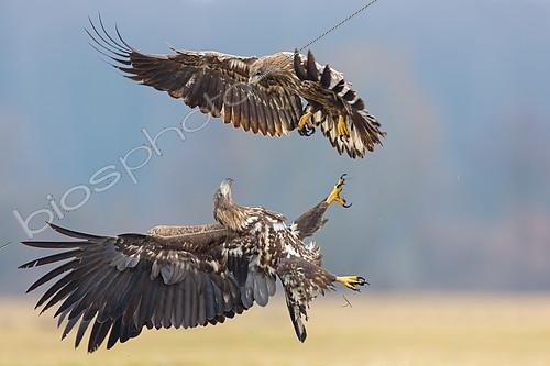 Biosphoto | 2411472 | White-tailed Eagle (Haliaeetus albicilla) juveniles fighting, Lodz, Poland | &copy; Mathias Schaef / BIA / Biosphoto