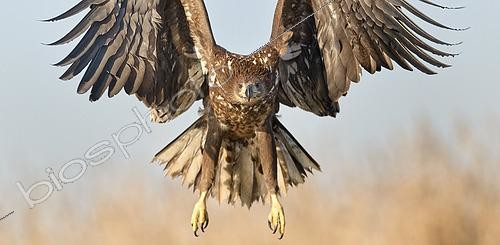 Biosphoto | 2607714 | White-tailed eagle (Haliaeetus albicilla) juvenile in flight, Pusztaszer, Lake Csaj, Kiskunsag National Park, Hungary | &copy; Michel Poinsignon / Biosphoto
