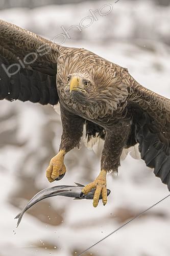 Biosphoto | 2613627 | White-tailed Eagle (Haliaeetus albicilla), having caught a fish, Lofoten, Norway | &copy; Alberto Ghizzi Panizza / Biosphoto