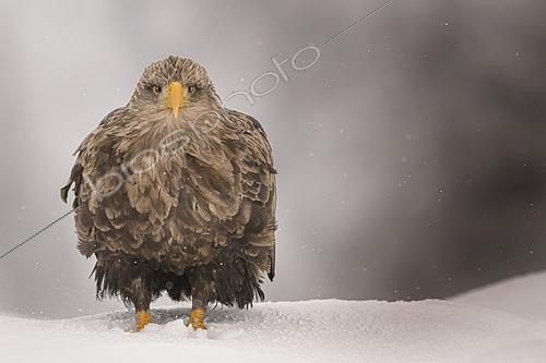 Biosphoto | 2613623 | White-tailed Eagle (Haliaeetus albicilla) in the snow, Lofoten, Norway | &copy; Alberto Ghizzi Panizza / Biosphoto