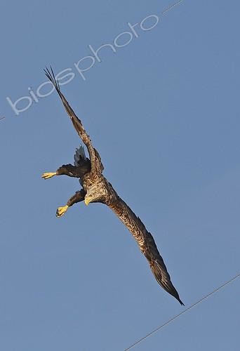 Biosphoto | 616946 | White-tailed eagle in flight Flatanger Norwegian Sea  | &copy; Sylvain Cordier / Biosphoto
