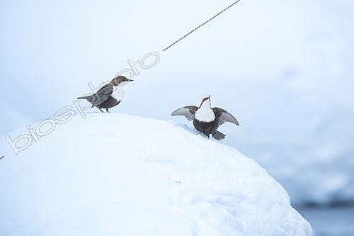 Biosphoto | 2576973 | White-throated Dipper (Cinclus cinclus) - Parading on the snow in a wintry atmosphere in the Kuusamo region of Finland. | &copy; Michael Adam / Biosphoto