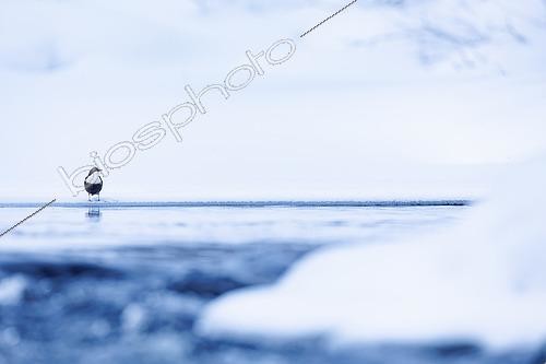 Biosphoto | 2576988 | White-throated Dipper (Cinclus cinclus) - posed on the ice in a wintry setting in the Kuusamo region of Finland. | &copy; Michael Adam / Biosphoto