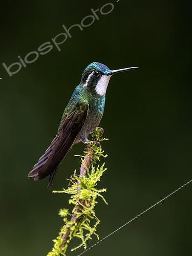 Biosphoto | 2608639 | White-throated Mountain-Gem (Lampornis castaneoventris), male, Chiriqui Highlands, Panama | &copy; Ignacio Yufera / Biosphoto