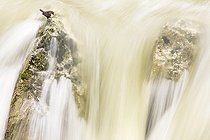 Biosphoto | 828267 | White-throater Dipper on a rock Gorges du Verdon France | &copy; David Allemand / Biosphoto