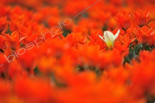 Biosphoto | 1994295 | White tulip in a field of red tulips - Netherlands  | &copy; Robin Fourré / Biosphoto