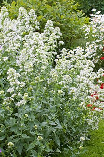 Biosphoto | 2141707 | White valerian (Centranthus ruber) 'albus' in bloom in a garden | &copy; Frédéric Didillon / Biosphoto