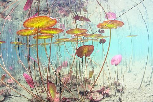 Biosphoto | 2172112 | White water lily (Nymphaea alba) in Lake Bourget, Savoie, France | &copy; Rémi Masson / Biosphoto