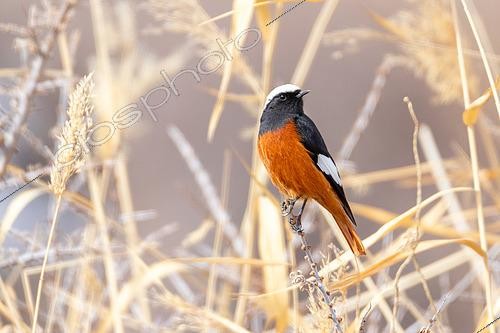 Biosphoto | 2551388 | White-winged Redstart (Phoenicurus erythrogastrus) Adult male on reeds in winter in Ladakh | &copy; Bastien Chaix / Biosphoto
