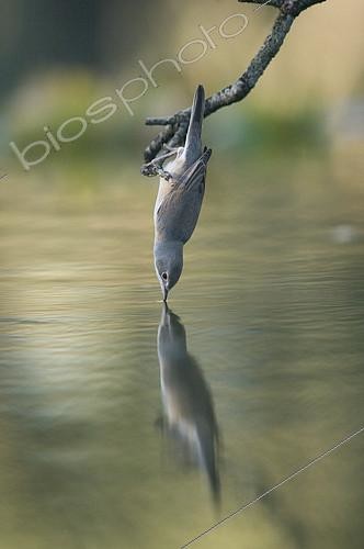 Biosphoto | 2148353 | Whitethroat (Sylvia communis) drinking from a perch. Hoya de Huesca, Spain. | &copy; Jorge Ruiz del Olmo / Biosphoto