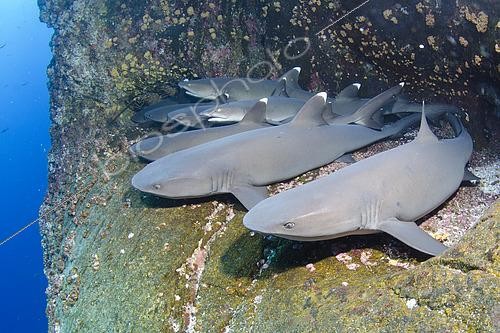 Biosphoto | 2453491 | Whitetip Reef Shark, Triaenodon obesus, Roca Partida, Socorro, Revillagigedo Islands, Mexico, Eastern Pacific. | &copy; Andy Murch / Biosphoto