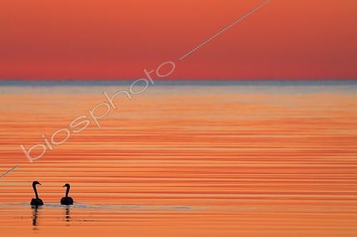 Biosphoto | 2078597 | Whooper swan (Cygnus cygnus) at dusk on Baltic Sea, Sweden | &copy; Philippe Moës / Biosphoto