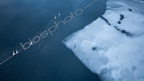 Biosphoto | 2576968 | Whooper swan (Cygnus cygnus) in a partially frozen lake, Bergen region, Norway | &copy; Michael Adam / Biosphoto