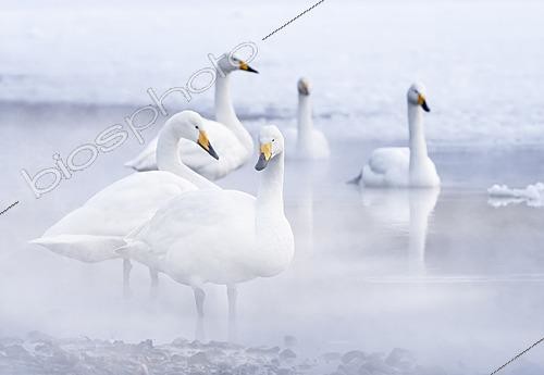 Biosphoto | 2625189 | Whooper swan (Cygnus cygnus) standing in water vapour, Japan | &copy; Frédéric Desmette / Biosphoto