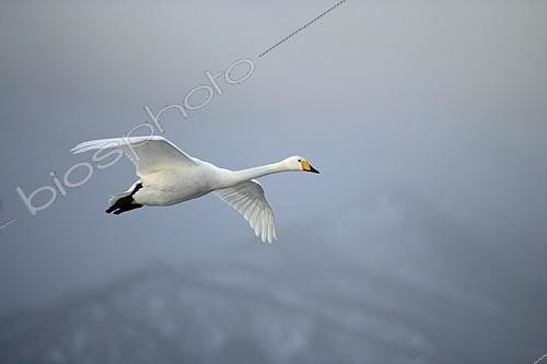 Biosphoto | 162503 | Whooper swan flying UK | &copy; Mike Lane / Biosphoto