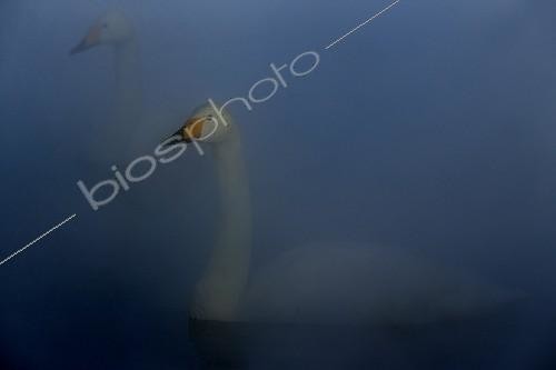 Biosphoto | 2010045 | Whooper Swan in mist in winter - Hokkaido Japan | &copy; Markus Varesvuo / Biosphoto