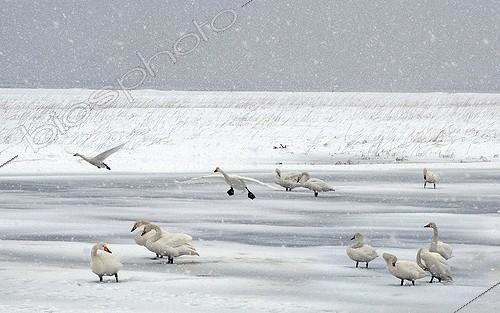 Biosphoto | 1470209 | Whooper Swans on the ice in winter Hokkaido Japan | &copy; Thierry Vezon / Biosphoto