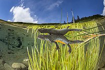 Biosphoto | 2456215 | Wild Alpine Newt female (Ichthyosaura alpestris), formerly (Triturus alpestris) and (Mesotriton alpestris) Bedretto valley, the upper most part of the river Ticino, Switzerland | &copy; Franco Banfi / Biosphoto