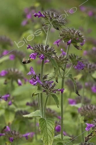 Biosphoto | 2065423 | Wild Basil (Clinopodium vulgare). Allindelille Fredskov, Denmark in August | &copy; Steen Drozd Lund / Biosphoto