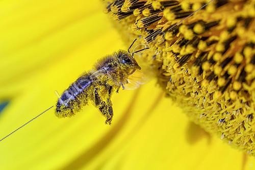 Biosphoto | 2172534 | Wild bee pollinating sunflower flowers, Bugey, France | &copy; Jean-Philippe Delobelle / Biosphoto