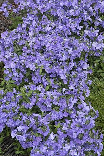 Biosphoto | 2436961 | Wild blue phlox (Phlox divaricata) 'Blue Moon' in bloom | &copy; Alexandre Petzold / Biosphoto