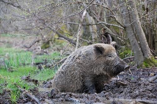 Biosphoto | 1361952 | Wild boar bathing in his soils | &copy; Bruno Mathieu / Biosphoto