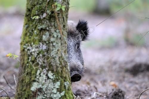 Biosphoto | 700445 | Wild Boar head hidden behind a tree in the woods France | &copy; Jean-Luc Guet / Biosphoto
