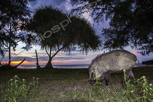Biosphoto | 2103202 | Wild boar (Sus scrofa) at dusk, Tarutao national park, Thailand | &copy; Patrice Correia / Biosphoto
