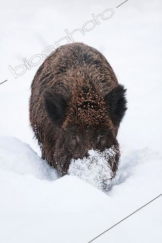 Biosphoto | 2407749 | Wild Boar (Sus scrofa), boar foraging for food under the snow, captive, Bavaria, Germany, Europe | &copy; Frank Sommariva / imageBROKER / Biosphoto