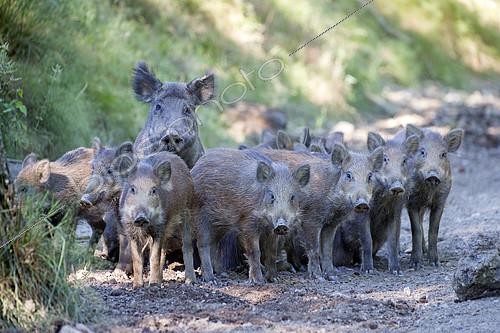 Biosphoto | 2120123 | Wild Boar (Sus scrofa), female and young, Private park, Haute Saone, France | &copy; Sylvain Cordier / Biosphoto
