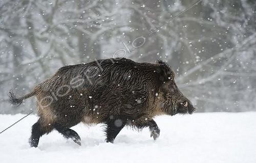 Biosphoto | 1443921 | Wild boar (Sus scrofa) in the snow | &copy; Horst Jegen / imageBROKER / Biosphoto