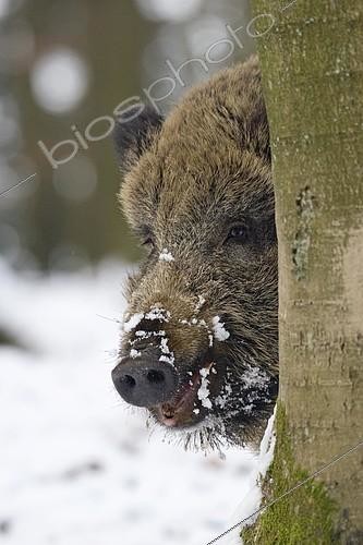Biosphoto | 1198303 | Wild boar (Sus scrofa) in the winter | &copy; Winfried Schaefer / imageBROKER / Biosphoto