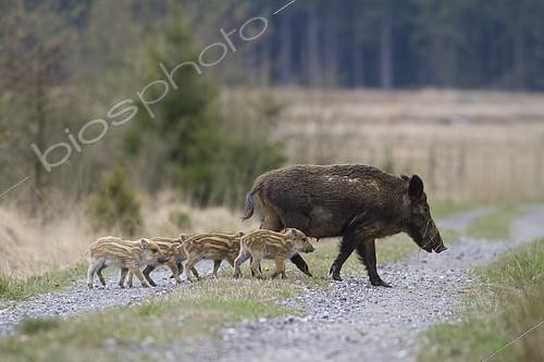 Biosphoto | 2158534 | Wild boar (Sus scrofa) sow and piglets crossing a track, Ardennes, Belgium | &copy; Philippe Moës / Biosphoto