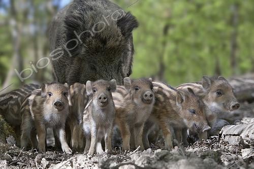 Biosphoto | 2073684 | Wild boar (Sus scrofa) Sow and piglets underwood, La Bannie Park, Grand Est, France | &copy; Bruno Mathieu / Biosphoto