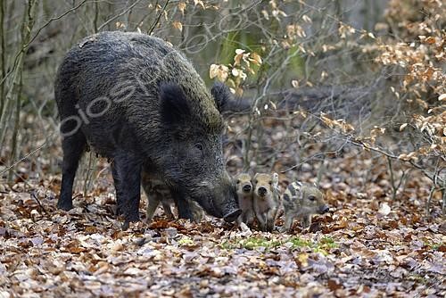 Biosphoto | 2407754 | Wild Boar (Sus scrofa), sow with piglets, captive, North Rhine-Westphalia, Germany, Europe | &copy; Frederik / imageBROKER / Biosphoto