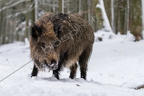 Biosphoto | 2407748 | Wild boar (Sus scrofa) stands in the snow on edge of the woods, Vulkaneifel, Rhineland-Palatinate, Germany, Europe | &copy; Winfried Schäfer / imageBROKER / Biosphoto